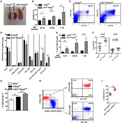 Nrf2 Is a Central Regulator of Metabolic Reprogramming of Myeloid-Derived Suppressor Cells in Steady State and Sepsis